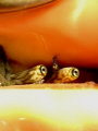   Conch eyes taken Canon G10 Epoque ES230DS strobe ES-230DS ES 230DS  